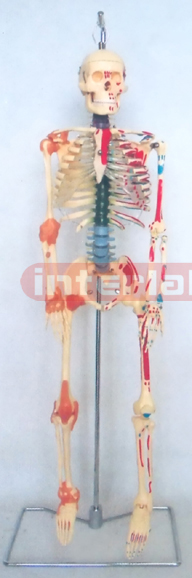 85 CM TALL, LEFT HALF MUSCLES PAINTED & RIGHT HALF JOINTS LIGAMENTS, HUMAN SKELETON MODEL